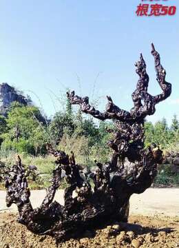 金弹子盆景价格金弹子★天津金弹子树桩盆景