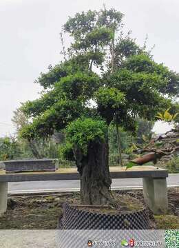 金弹子老桩金弹子◎黄山金弹子怪桩