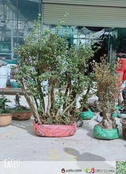 映山红熟装大货价高