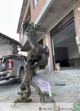 金弹子网金弹子丰果