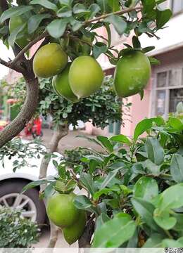 金弹子盆景怎么养护（详解金弹子养护技巧）