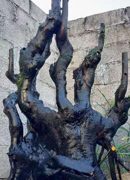 漂亮碳化老桩丛林金弹子，看上速度