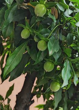 小叶四季红血红果金弹子105号，四季红金弹子小叶挂果金弹子树桩盆景