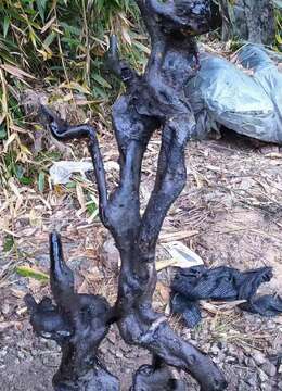 漂亮金弹子怪桩