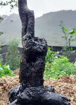 金弹子熟桩金弹子曲杆