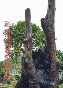 刚刚下山新鲜，漂亮大母桩金弹子，有喜欢赶紧下单。