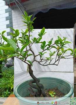 金弹子老桩金弹子怎么卖