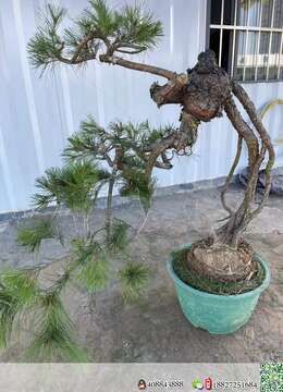 金弹子网金弹子自然