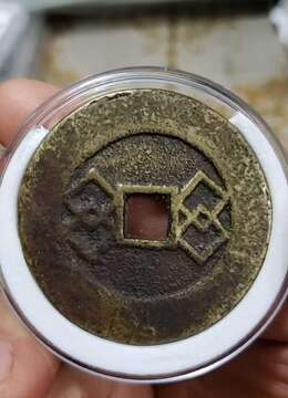 挂果金弹子▓车厘子金弹子出售☆