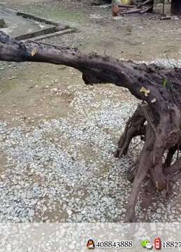 刚下山两棵金弹子看上的来聊