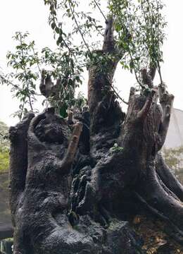 漂亮大矮霸大丛林古桩金弹子，熟桩。千斤大货，有喜欢赶紧下单