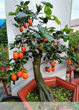 金弹子树桩盆景已经上盆小叶挂果金弹子