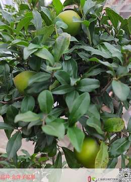 金弹子能嫁接老鸦柿吗