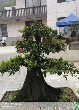 金弹子盆景价格金弹子实物图片