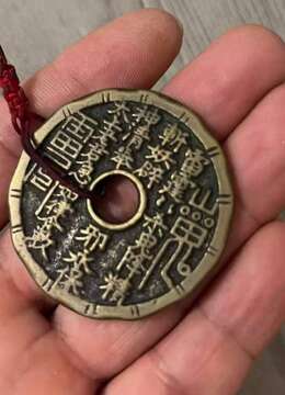 金弹子老桩贵阳野生金弹子批发价格