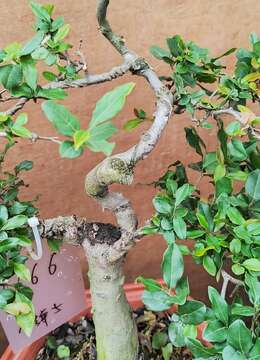 萝卜根金弹子166号猪大肠金弹子树桩萝卜根金弹子庭院绿植