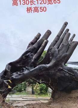 金弹子盆景价格2018年挂果小叶金弹子