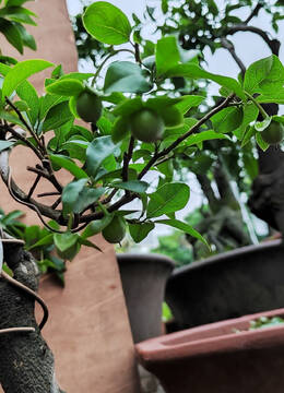 赏玩小品金弹子121号在广西购买金弹子赏玩小品图片金弹子小品交易