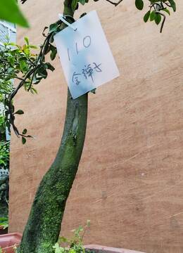 斜杆金弹子盆景110号，河北金弹子盆景市场，河北购买金弹子