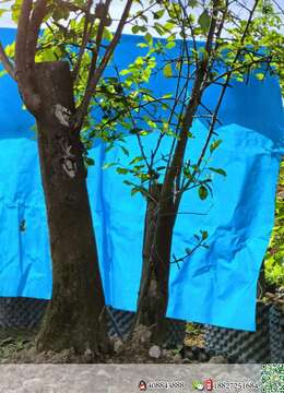 熟桩打包优惠出，喜欢的老板联系