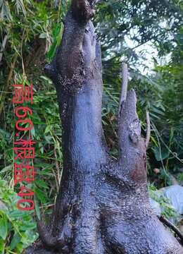 金弹子老桩新上货金弹子出售