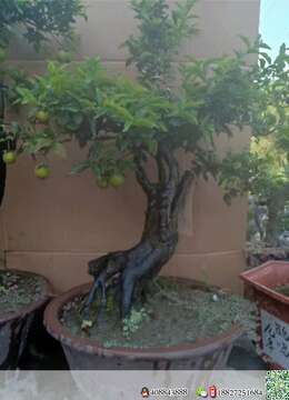 挂果金弹子，喜欢的老板下单