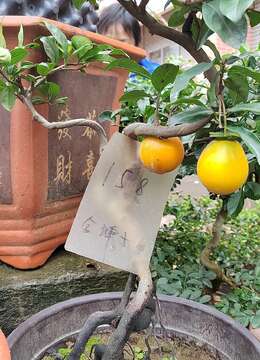 精品盆栽金弹子，好看又好养，值得新手入手