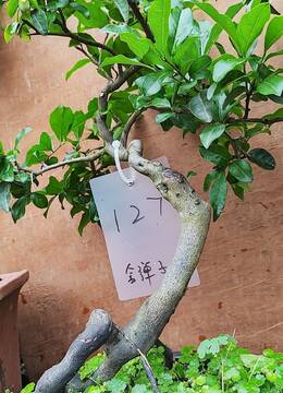 【已出】拐拐根抖音金弹子127号抖音大红花生果金弹子盆景已挂果金弹子