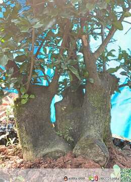 金弹子熟桩打包优惠出，喜欢的老板联系