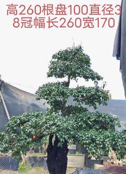 漂亮全冠年功熟桩金弹子，别墅庭院首选，有喜欢赶紧下单