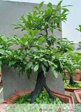 挂果金弹子陕西金弹子老桩实物图片