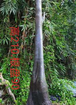 三个母桩金弹子，有看上的带图聊