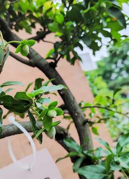 107号金弹子猪小肠挂果母弹子盆景，湖北客厅绿植金弹子盆景