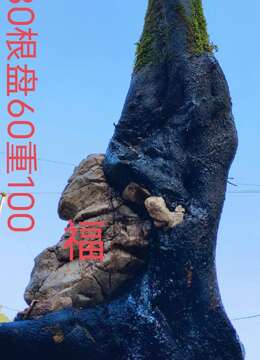 金弹子盆景抱石金弹子售价和联系方式