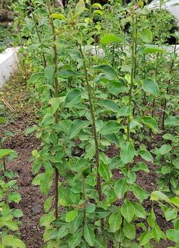 这款盆景真不错，典雅大气，一起来看看