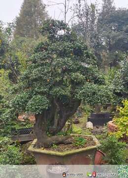 盆110   根盘60   带盆高度260  四季果