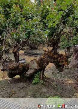 有300多课嫁接8-10年的紫薇批量走，需要的老板联系，价格实惠