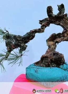 漂亮山松好货难得速度下手