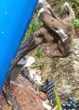 金弹子树桩盆景金弹子丰果