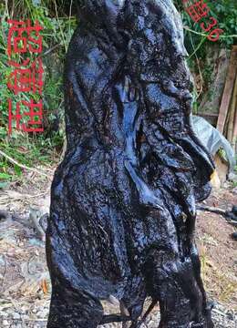 两颗漂亮，大哥们速度