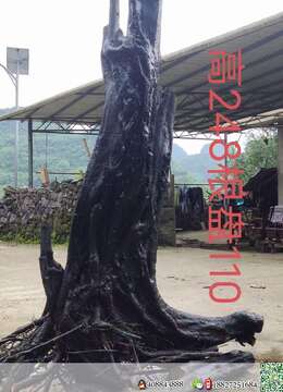 金弹子树桩盆景悬崖金弹子交易市场