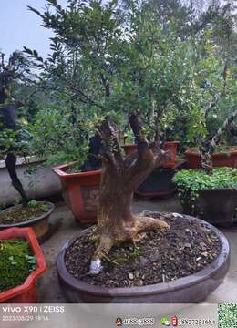 金弹子盆景价格自然金弹子实物照片