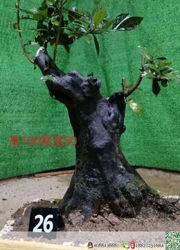 漂亮大熟桩金弹子，有喜欢赶紧下单