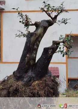 金弹子，原生母桩，黄果，基粗40，高102