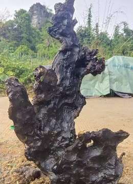 挂果金弹子树瘿金弹子