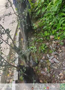 金弹子生桩金弹子园林