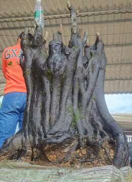 金弹子网徽派金弹子