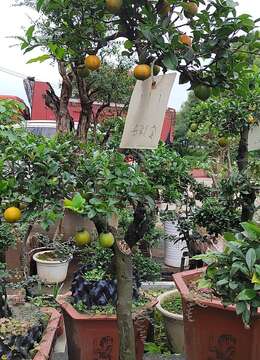 金弹子已跌落“神坛”，原来是挂果太难了，7招提升座果率