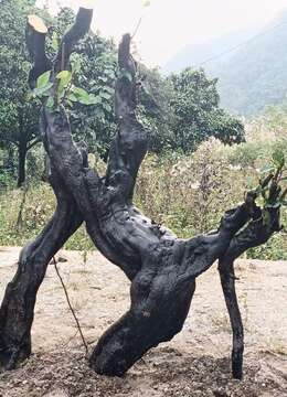 金弹子盆景价格株洲小叶挂果金弹子图片及价格