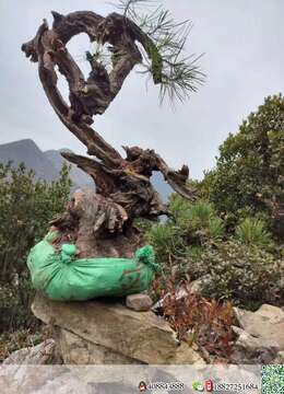 金弹子树桩盆景古怪金弹子批发